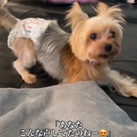 吠える犬