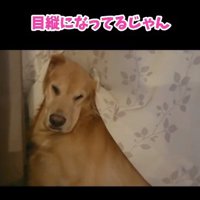 目が縦になったこまき先輩