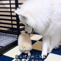 歩く犬5