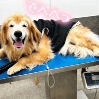 検査を終えた笑顔の犬