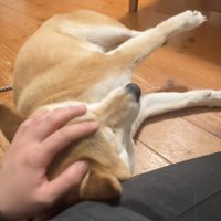 ナデナデ満喫中