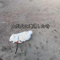 引き返すベラちゃん