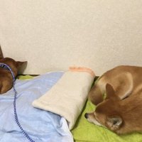 同居犬とのふれあい