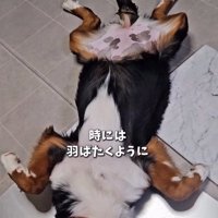 羽ばたく都ちゃん