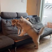 怒り始めたララちゃん
