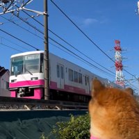電車を見るくうちゃん