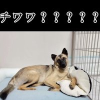 ベッドでリラックスする犬