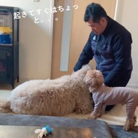 膝枕してもらう大型犬
