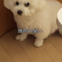 座って見上げる犬