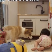 ちゃちゃ「どうしよ？」