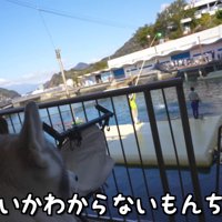 イルカショーを鑑賞