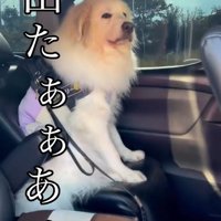 降りたくないシェリーちゃん