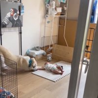 伸びをする犬