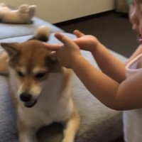 犬に手を向ける女の子