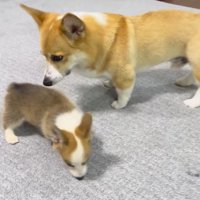 子犬のにおいを嗅ぐ成犬