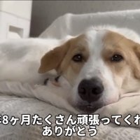 ソファの上で穏やかに横になる犬