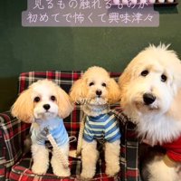 アグちゃんをお迎えするまで8