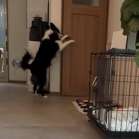 ドアに飛びつく犬