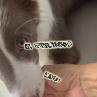 ママの手をかじるピエナちゃん