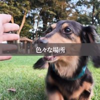 芝生の上を走って飼い主に駆け寄る犬