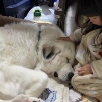 シュシュちゃんとろのちゃん