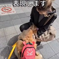 顔を埋めて撫でてもらう犬
