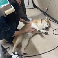 女性の獣医に撫でられて目を細める犬