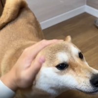 なでられる犬2