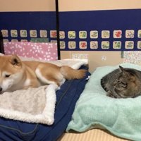 お気に入りの寝床でリラックス