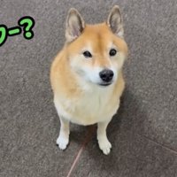 正面を見つめる犬