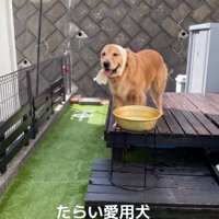 タライとベイリーちゃん