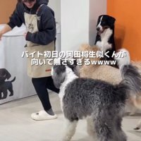 またまた追いかけられた