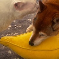 今度ははっちちゃんが支える