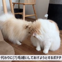 体調不良のレモンさんと優しいポテチくん5