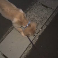 側溝に顔を近づける犬