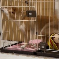 業者さんが来た日のはなちゃん5