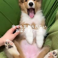 ソフィーちゃんのビフォーアフター