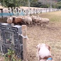 隅に固まるヒツジ