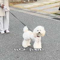 お姉ちゃんを目で追います