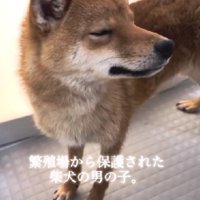繁殖場から保護