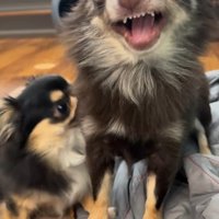 よもぎ君VSしょうぶ君の喧嘩6