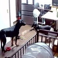 アシャンティちゃんとスキンシップ！？