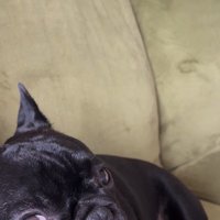 お留守番を察したジェットくん7