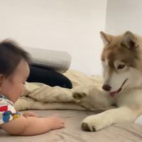 茶々丸くんと赤ちゃん5