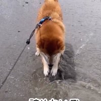 あきらめない海くん