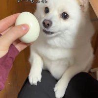 ゆで卵を欲しがるベラちゃん7