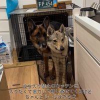 キッチンに入りたいダズくん＆ベネッタちゃん