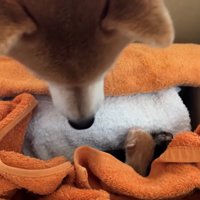 赤ちゃん猫を見つめる柴犬