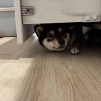 隙間に入ろうとする千幸ちゃん9