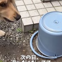 庭に置かれたバケツ、飼い主さんをチラ見する犬